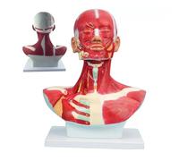 Modelo de anatomía humana para entrenamiento muscular facial y cirugía, ideal para práctica facial de microplástico