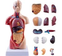 Modelo de anatomía humana para niños, 15 piezas extraíbles, modelo educativo de torso para enseñar y estudiar con manual (11 pulgadas)