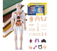 Modelo de anatomía humana para niños 3D, juguete de esqueleto humano, juguete de montaje TEM de anatomía para educadores de ciencias, niños, estudiantes, niñas, profesores, aulas