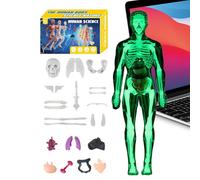 Modelo de anatomía humana para niños Montaje realista 3D educativo