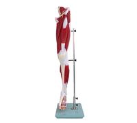 Modelo De Anatomía Inferior a Tamaño Real, Modelo Anatómico De Pierna Humana Con 119 Etiquetas Anatómicas, 13 Piezas Desmontables, Resistente, Duradero Y Altamente Aislante, Ideal Para Enseñar