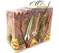 Modelo de anatomía Investigación Científica Disección de Tejidos Modelo de Enseñanza Modelo de Piel 70X Herramienta de Enseñanza/Modelo de Órgano Humano