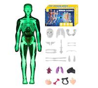 Modelo de anatomía - kit de ciencia del cuerpo humano 11.22 pulgadas, modelo de estructura corporal, aprendizaje de esqueletos anatómicos Modelo | Juguetes educativos 'Asamblea anatómica pe
