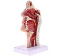 Modelo De Anatomía La Garganta Y Cavidad Nasal Humana for Educación | Modelo anatómico de tamaño natural for el aprendizaje de las estructuras nasales y faríngeas.