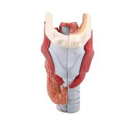 Modelo de anatomía laringe humana ampliado 2X, modelo órgano garganta extraíble 5 piezas con etiquetas digitales for enseñanza médica