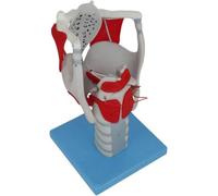 Modelo de anatomía laríngea, ayuda educativa de entrenamiento con aumento 3X para estudio de anatomía humana