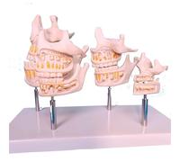 Modelo de Anatomía Mandibular Humana - Modelo de Dientes de Plástico para Estudio Dental - Modelo de Práctica para Demostración