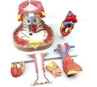 Modelo de anatomía mediastino para enseñanza en el aula, modelo anatómico de biología cardíaca para estudio de cardiología, incluye esternón y timo, herramienta educativa para estudiantes de medicina