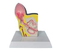 Modelo de Anatomía Modelo Anatómico De Oreja De Perro, Modelo De Órgano Animal, Material De PVC, Enseñanza Anatómica Canina Suministros de Enseñanza