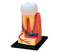 Modelo de anatomía Modelo de anatomía 4d Modelo de Estructura de Dientes Humanos Modelo de Dientes estándar Modelo del Cuerpo Humano Modelo de enseñanza Modelo de Diente Dental Educar