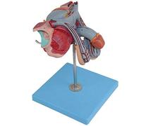 Modelo de anatomía Modelo de anatomía Cuerpo, Modelo Masculino, Anatomía Testicular Sistema reproductivo Pelvis Próstata anatómica, 4 Partes, para hospitales Enseñanza Demostraciones Sistema