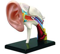 Modelo de anatomía Modelo de anatomía del oído Humano 4D, 22 Partes, Que Muestra Las regiones Principales del oído, Modelo de simulación de Estructura del oído Interno de Escritorio profesio