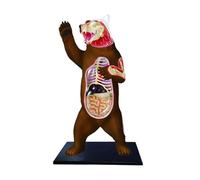 Modelo de Anatomía Modelo De Anatomía Del Oso 4d, 36 Piezas Desmontables Con Soporte, Conjunto De Anatomía Del Esqueleto Del Órgano Anatómico Para Uso Médico Suministros de Enseñanza