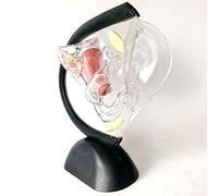 Modelo de anatomía Modelo de anatomía Estudiantes, Modelo de útero Transparente, Modelo de Sistema Reproductor uterino patológico, Enseñanza visceral Desmontable Estructura del Anillo uterin