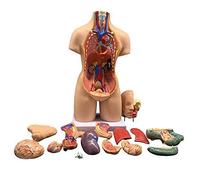 Modelo de anatomía Modelo de anatomía Humana, órganos anatómicos anatómicos internos Unisex 55 cm Fuerza para enseñanza, Desmontable 19 Partes