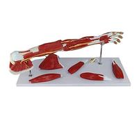 Modelo de anatomía Modelo de anatomía, Modelo de Brazo Muscular anatómico médico, 7 Partes, Brazo del nervio Vascular del músculo del Miembro Superior para Ayuda educativa médica