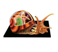 Modelo de Anatomía Modelo De Caracoles De Montaje 4d, 32 Órganos Desmontables Y Partes Del Cuerpo, Modelo De Anatomía Educativo Para Educación Suministros de Enseñanza