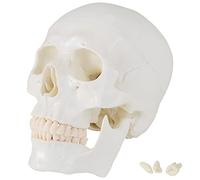 Modelo de Anatomía Modelo de Cráneo Enseñando Estudiar De Tamaño Natural MedMod