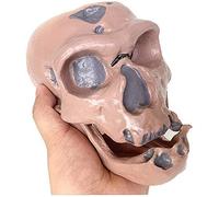 Modelo de anatomía Modelo de cráneo Humano Antiguo Cráneo de Neandertal Modelo de Hueso anatómico Antiguo Decoración de Accesorios de película Modelo de enseñanza médica histórica