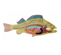 Modelo de Anatomía Modelo De Despojos De Pescado For Estudio, Exhibición Y Enseñanza En El Aula De Ciencias. Suministros de Enseñanza
