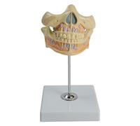 Modelo de anatomía, modelo de dientes permanentes para enfermedades, estudio de dientes humanos, muestra educación permanente para la higiene de las encías dentales