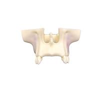 Modelo de anatomía Modelo de elevación del Seno maxilar Dental, práctica de plantación, Modelo de implante Dental, Modelo Educativo de demostración de implante Dental Modelo de órganos