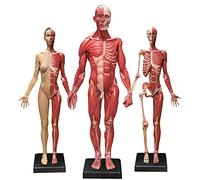 Modelo de anatomía Modelo de Figura de anatomía Humana - Esqueleto Muscular Femenino y Masculino de 23,6 Pulgadas y Modelo de Esqueleto Muscular Femenino - Referencia para Artistas, investig