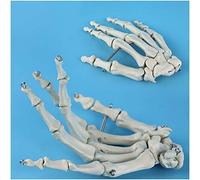 Modelo de anatomía Modelo de Hueso de Palma Humana - Mano de Esqueleto anatómico de tamaño Natural - Modelo de Esqueleto de Mano - para Modelo de demostración de enseñanza de ortopedia, Mode
