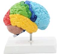 Modelo de anatomía, Modelo de órgano Humano, Modelo anatómico del Cerebro Humano Funcional codificado por Colores 1:1, características del hemisferio Derecho, área anatómica
