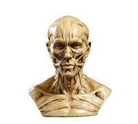 Modelo de anatomía Modelo de resina Human de la cabeza del cráneo Múcleo de los huesos Modelos de anatomía para la enseñanza médica escolar y el dibujo del artista