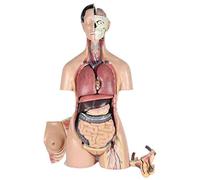 Modelo de anatomía Modelo de Torso de órgano Humano, Modelo de anatomía Corporal Unisex de Lujo de Alta Gama - Modelos médicos, para Recursos didácticos