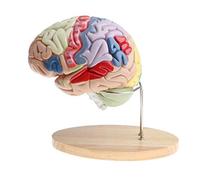 Modelo de anatomía Modelo Educativo Modelo de anatomía del Cerebro Humano Modelo de Cerebro Humano con Aumento 2X Modelo de anatomía del Cerebro Humano extraíble de 4 Partes Modelo Humano an