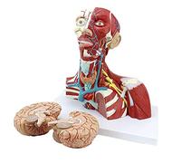 Modelo de anatomía Modelo Educativo Músculos anatómicos de Cabeza y Cuello Modelo Cerebral Desmontable 3 Partes Tubo del Nervio traqueal Tiroides Modelo Humano anatómico científico, Modelos
