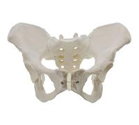 Modelo de anatomía, modelo pélvico cadera, anatómico femenino for médicos, educación científica y estudio
