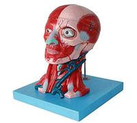 Modelo de anatomía Modelos de Ciencia de anatomía Humana: Cabeza y Cuello con Vasos, Nervios y Cerebro, enseñanza de músculos del Cuerpo Humano de plástico Educación médica