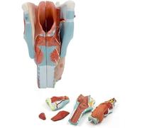 Modelo de anatomía muscular de garganta, diseño ampliado con piezas extraíbles para educación médica, representación detallada de la estructura y función del cuello