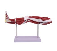 Modelo de anatomía Muscular de la Pierna Humana Modelo anatómico de extremidades Inferiores con una Marca Digital removible de Base y Soporte para la Ayuda de enseñanza en el Aula