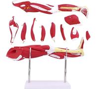 Modelo de anatomía muscular de las extremidades inferiores, 10 unidades, modelo de enseñanza médica de músculos de piernas humanas, arterias neurovasculares, venas, huesos, muslos y detalles de