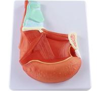 Modelo de anatomía muscular de lengua humana, demostración de lengua de PVC para enseñanza médica y comunicación médico-paciente