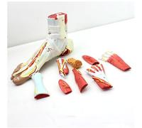 Modelo de anatomía Muscular del pie de 9 Partes. Modelo anatómico del pie Humano. Músculos Desmontables y Sistema neurovascular. Modelo anatómico del Esqueleto del pie Plantar