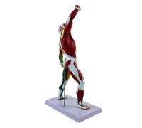Modelo de anatomía muscular esquelética, herramienta de enseñanza médica detallada con identificación muscular precisa para uso en estudio, modelo de enseñanza clínica