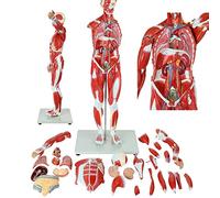 Modelo de anatomía muscular humana, figura de 27 partes con órganos extraíbles para estudio digestivo y respiratorio, torso anatómico educativo