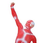 Modelo de anatomía muscular humana, figura del sisteme muscular, 50 cm, con textura de la base y músculo claro, para la enseñanza de fisiología médica
