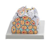 Modelo de anatomía muscular lisa de PVC codificado por colores para estudiantes y estructura educativa sanitaria