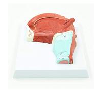 Modelo de anatomía muscular oral, herramienta educativa para entrenamiento médico en músculos de la lengua y las glándulas humanas