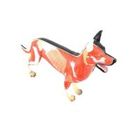 Modelo de anatomía muscular órganos perro lobo a escala 1:1, cuerpo animal desmontable con sección sagital media for enseñanza veterinaria