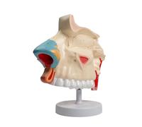 Modelo de anatomía nasal: modelo médico humano para educación en cirugía respiratoria y demostración endoscópica