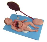 Modelo de anatomía neonatal con cordón umbilical y placenta, maniquí desmontable de fisiología para bebés de 13 partes para educación y entrenamiento