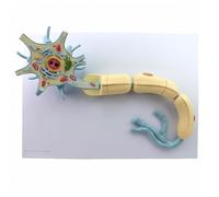 Modelo de anatomía neurológica médica, Sistema nervioso Humano y Estructura Fibras nerviosas, ampliado 2500X, 15 Piezas Desmontables