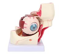 Modelo de anatomía Ocular de Ojo NSXAYIWE 3X, Modelo de Ojo extraíble con órbita, Pared del Globo Ocular, músculos extraoculares y Modelos de anatomía de 10 Partes de Nervios